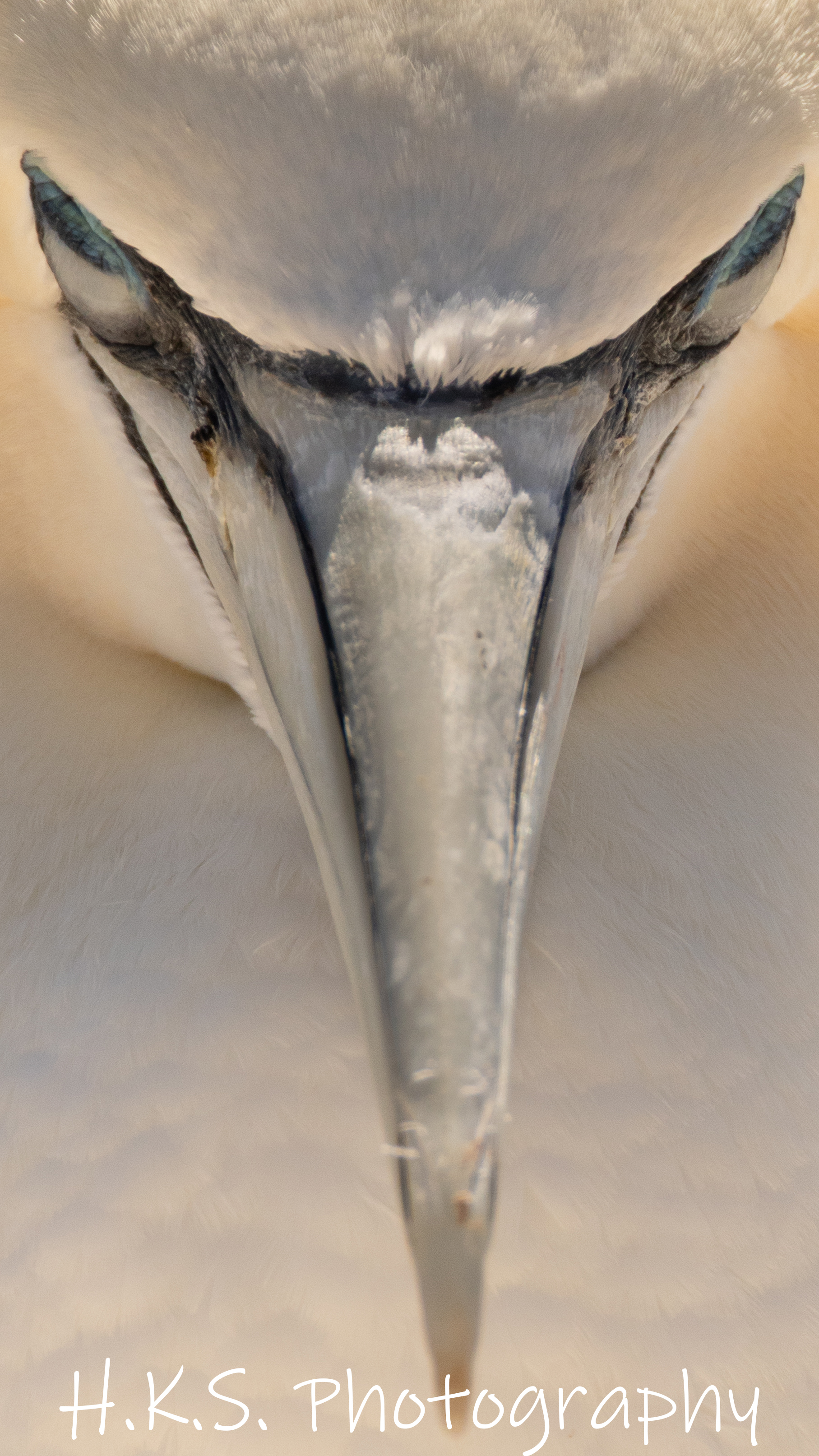 Basstölpel, augen zu